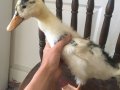 1 aylık Pekin ördeği