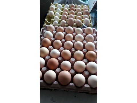 Tohumlu yumurta 
